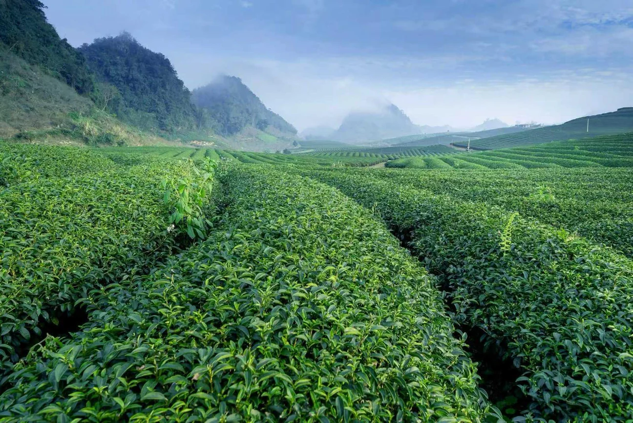 Shade grown matcha fields