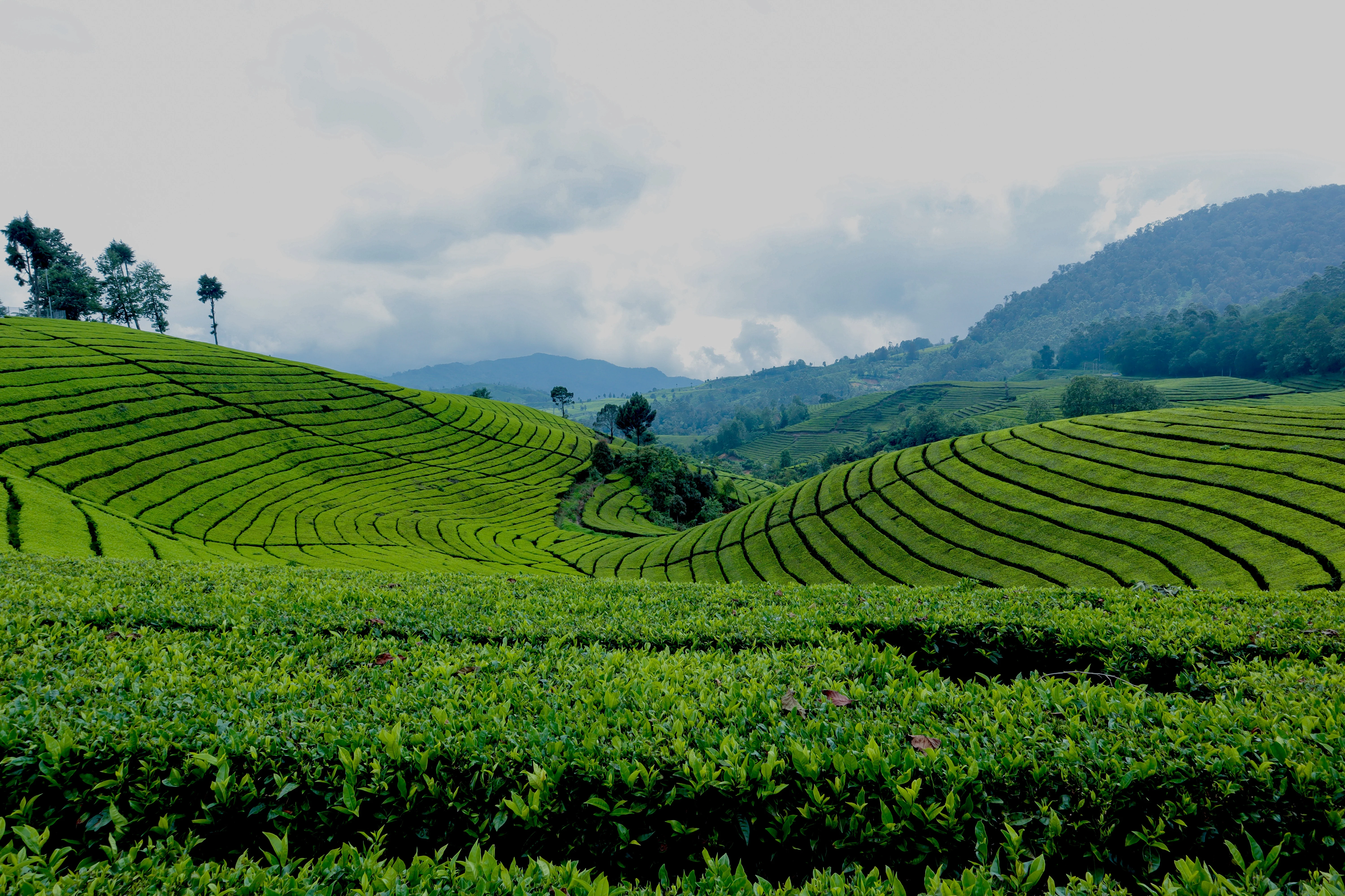 Tea farm in Guizhou, China